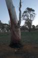 Cracked tree.jpg